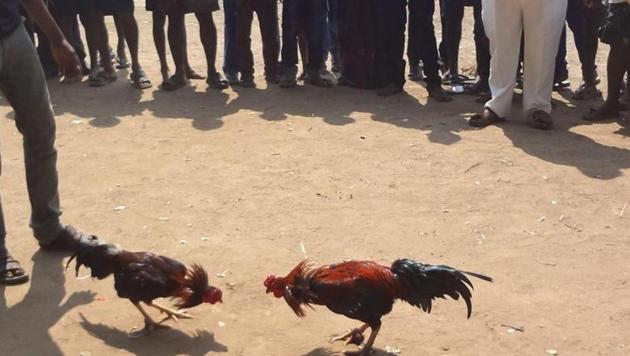 There is a high probability of the cockerels being auctioned off on the court’s orders. (File photo/ HT) There is a high probability of the cockerels being auctioned off on the court’s orders. (File photo/ HT)