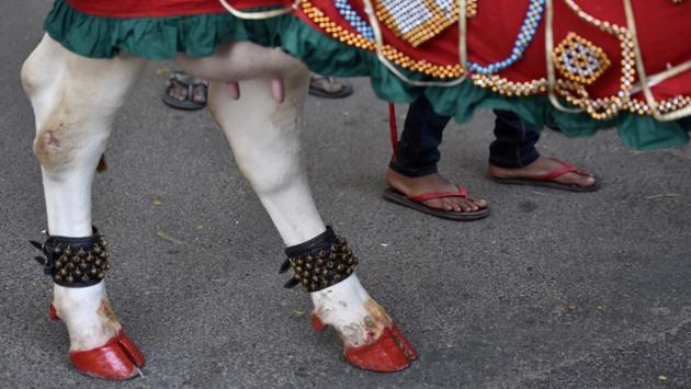 Agrarian custom holds that the ritual of jumping cattle through fire has benefits for livestock and its owners. Bovine participants are bathed in turmeric and have their hooves and horns painted to protect them from damage. The leaps are believed to kill ticks and insect eggs that may have latched on to the animal’s skin and the herders’ participation brings good luck. (Arijit Sen / HT Photo) Agrarian custom holds that the ritual of jumping cattle through fire has benefits for livestock and its owners. Bovine participants are bathed in turmeric and have their hooves and horns painted to protect them from damage. The leaps are believed to kill ticks and insect eggs that may have latched on to the animal’s skin and the herders’ participation brings good luck. (Arijit Sen / HT Photo)