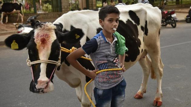 A boy poses with his cow during Kichchu Haisodu celebrations at Kanakanapalya in Bengaluru on January 15, 2018. While earlier predominant in the state’s villages, the practice is now also observed around urban centres like Bengaluru, albeit confined to the status of an annual sport. (Arijit Sen / HT Photo) A boy poses with his cow during Kichchu Haisodu celebrations at Kanakanapalya in Bengaluru on January 15, 2018. While earlier predominant in the state’s villages, the practice is now also observed around urban centres like Bengaluru, albeit confined to the status of an annual sport. (Arijit Sen / HT Photo)