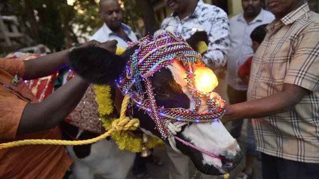 In Kanakanapalya near Jayanagar in Bengaluru, almost 40 cows and bulls were decorated with fanfare by elders. Ribbons, vermillion, garlands and elaborate halters were used to decorate livestock. Some, as pictured above even used lights to make their cattle stand out from the rest. (Arijit Sen / HT Photo) In Kanakanapalya near Jayanagar in Bengaluru, almost 40 cows and bulls were decorated with fanfare by elders. Ribbons, vermillion, garlands and elaborate halters were used to decorate livestock. Some, as pictured above even used lights to make their cattle stand out from the rest. (Arijit Sen / HT Photo)