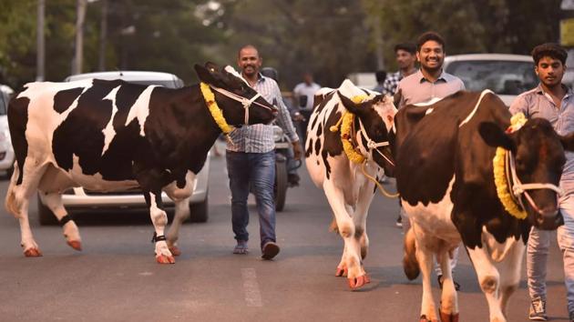 People seen with their cattle out on the streets, garlanded and painted for the ceremonial prayers and Kichchu Haisodu on the occasion of Sankranti at Kanakanapalya in Bengaluru. (Arijit Sen / HT Photo) People seen with their cattle out on the streets, garlanded and painted for the ceremonial prayers and Kichchu Haisodu on the occasion of Sankranti at Kanakanapalya in Bengaluru. (Arijit Sen / HT Photo)