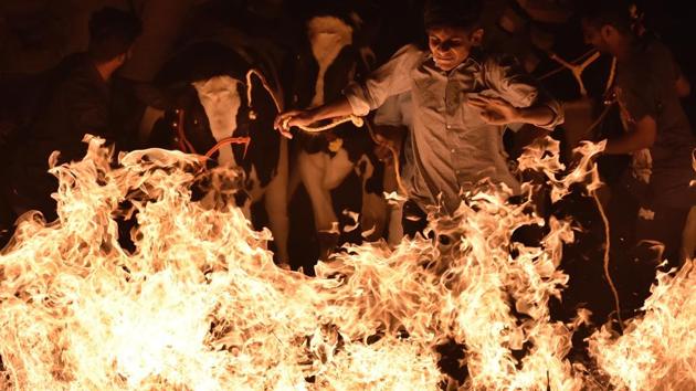 A man jumps through a bonfire, with a cow in tow in Bengaluru. While accidents are rare, both human and bovine participants risk singing their body hair and more severe injuries in case of missteps or falls. (Arijit Sen / HT Photo) A man jumps through a bonfire, with a cow in tow in Bengaluru. While accidents are rare, both human and bovine participants risk singing their body hair and more severe injuries in case of missteps or falls. (Arijit Sen / HT Photo)