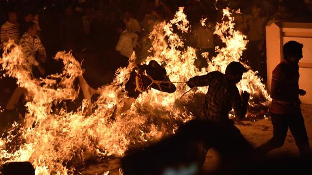 Flames lick a cow as a man leads it through a burning haystack in Bengaluru’s Kanakanapalya locality. Crowds roared at the spectacle in the neighbourhood’s narrow lanes, even through the animals being led displayed reluctance in performing the act. (Arijit Sen / HT Photo) Flames lick a cow as a man leads it through a burning haystack in Bengaluru’s Kanakanapalya locality. Crowds roared at the spectacle in the neighbourhood’s narrow lanes, even through the animals being led displayed reluctance in performing the act. (Arijit Sen / HT Photo)
