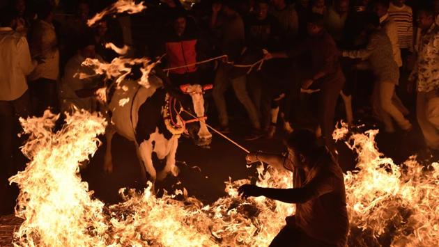 The advent of spring draws celebrations in several forms across India. Harvest festivals such as Makar Sankranti, Pongal and Lohri symbolise the waning winter and a movement towards warmer days ahead. In pockets of Karnataka, farmers mark the occasion with Kichchu Haisodu – an age old custom where herder and cattle jump through burning haystacks in hope of austerity and protection for their animals. (Arijit Sen / HT Photo) The advent of spring draws celebrations in several forms across India. Harvest festivals such as Makar Sankranti, Pongal and Lohri symbolise the waning winter and a movement towards warmer days ahead. In pockets of Karnataka, farmers mark the occasion with Kichchu Haisodu – an age old custom where herder and cattle jump through burning haystacks in hope of austerity and protection for their animals. (Arijit Sen / HT Photo)
