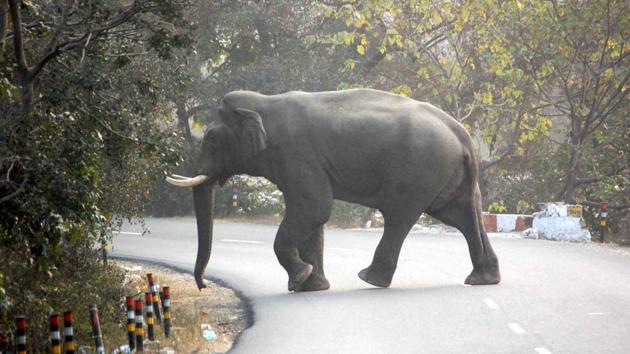 An elpehant crosses the road on Haridwar-Pauri road.(RAMESHWAR GAUR/HT PHOTO) An elpehant crosses the road on Haridwar-Pauri road.(RAMESHWAR GAUR/HT PHOTO)