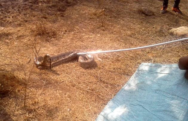 The nine-foot-long India rock python which was rescued on Thursday from the Raisina forest from the wildlife department team.(HT PHOTO) The nine-foot-long India rock python which was rescued on Thursday from the Raisina forest from the wildlife department team.(HT PHOTO)