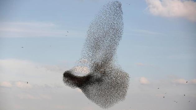A murmuration of migrating starlings is seen across the sky near the village of Beit Kama in Israel on January 16. (Amir Cohen / REUTERS) A murmuration of migrating starlings is seen across the sky near the village of Beit Kama in Israel on January 16. (Amir Cohen / REUTERS)