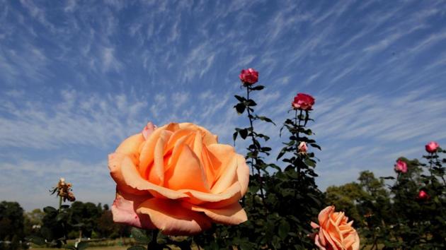 Marilyn Monroe at ROSE GARDEN in Sector 16. (Sanjeev Sharma/HT )