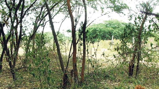The victim, identified as Tejpal, hailed from Sanp Ki Nagli village. His body was found in the Ansal Ghati by his relatives (HT Photo) The victim, identified as Tejpal, hailed from Sanp Ki Nagli village. His body was found in the Ansal Ghati by his relatives (HT Photo)