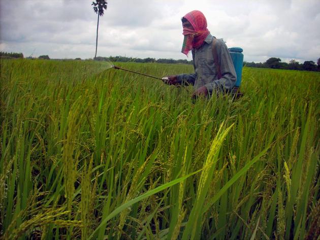As per SIT report, pesticides were sprayed on the crop by the farmers and farmhands without taking proper precautions and safety gear. (Representational photo/PTI) As per SIT report, pesticides were sprayed on the crop by the farmers and farmhands without taking proper precautions and safety gear. (Representational photo/PTI)