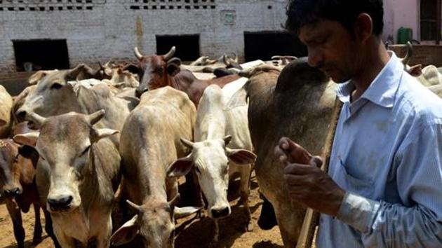 A caretaker walks past cows at a cow shelter in New Delhi. (AFP File Photo) A caretaker walks past cows at a cow shelter in New Delhi. (AFP File Photo)