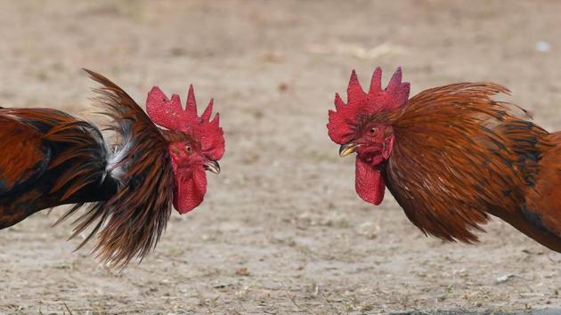 A traditional cock fight takes place at the Jonbeel Mela festival in the Morigaon district of Assam, India on January 19, 2018. Hundreds of Indian tribal communities like the Tiwa, Karbi, Khasi, and Jaintia gathered to take part in the festival to exchange goods through an ancient barter system instead of money. (Biju Boro / AFP) A traditional cock fight takes place at the Jonbeel Mela festival in the Morigaon district of Assam, India on January 19, 2018. Hundreds of Indian tribal communities like the Tiwa, Karbi, Khasi, and Jaintia gathered to take part in the festival to exchange goods through an ancient barter system instead of money. (Biju Boro / AFP)