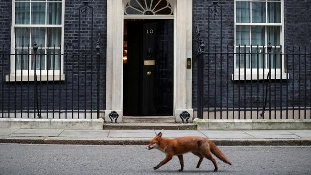 A fox walks past 10 Downing Street in London, Britain on January 16. (Hannah McKay / REUTERS) A fox walks past 10 Downing Street in London, Britain on January 16. (Hannah McKay / REUTERS)