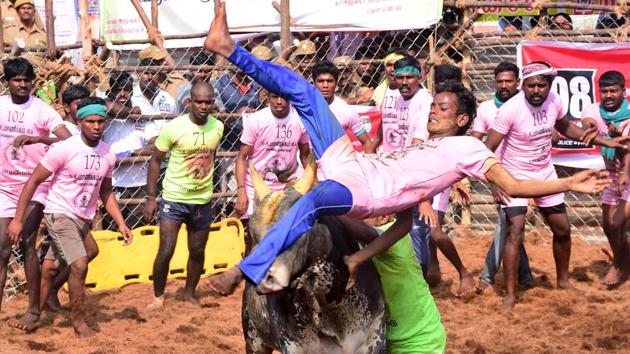 Participants trying to tame a bull during the Palamedu Jallikattu in Madurai on January 15, 2018. (PTI) Participants trying to tame a bull during the Palamedu Jallikattu in Madurai on January 15, 2018. (PTI)