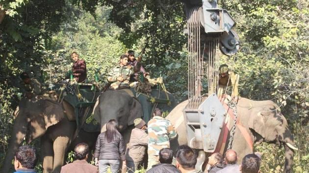 The rogue tusker being lifted with the help of a crane. (HT Photo) The rogue tusker being lifted with the help of a crane. (HT Photo)