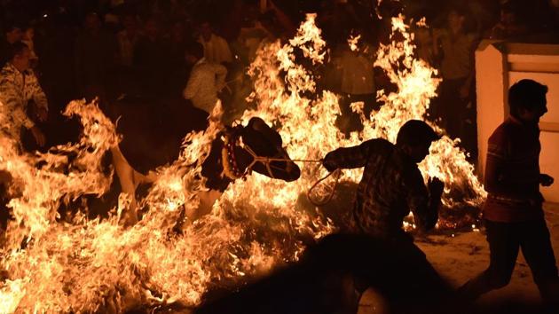 While Tamil Nadu has Jallikattu, the state of Karnataka celebrates Makar Sankranti with its own bovine sport called Kichchu Haisodu, where cattle and herders jump through burning haystacks seeking good fortune and protection in summer months ahead. (Arijit Sen / HT Photo) While Tamil Nadu has Jallikattu, the state of Karnataka celebrates Makar Sankranti with its own bovine sport called Kichchu Haisodu, where cattle and herders jump through burning haystacks seeking good fortune and protection in summer months ahead. (Arijit Sen / HT Photo)