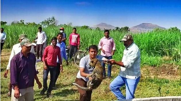Officials from Forest department along with MLRC team reached the spot. They first tried to put the cubs in basket by climbing down to the stone wall. But it didn’t solve purpose as the scared cubs were running away from the rescuers. (HT PHOTO) Officials from Forest department along with MLRC team reached the spot. They first tried to put the cubs in basket by climbing down to the stone wall. But it didn’t solve purpose as the scared cubs were running away from the rescuers. (HT PHOTO)