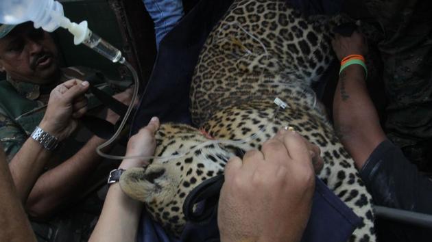 A team of police and forest officials rescue a leopard after tranquillising it in Mulund in Thane. (HT File Photo) A team of police and forest officials rescue a leopard after tranquillising it in Mulund in Thane. (HT File Photo)
