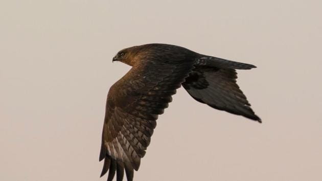 A Common buzzard near Banur in Patiala district. (Vikas Salil Sharma) A Common buzzard near Banur in Patiala district. (Vikas Salil Sharma)