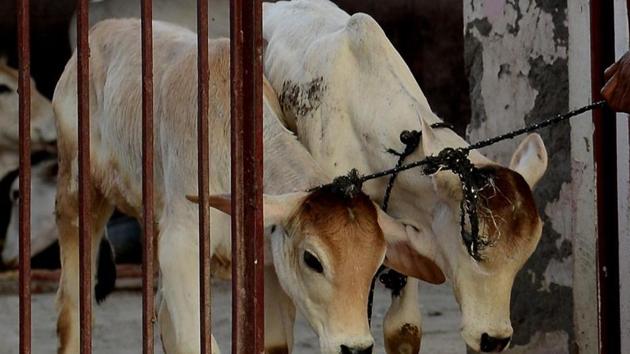 Madhya Pradesh has a stringent anti-cow slaughter law, but there is little in place to deal with farmers increasingly abandoning their cattle. (File Photo) Madhya Pradesh has a stringent anti-cow slaughter law, but there is little in place to deal with farmers increasingly abandoning their cattle. (File Photo)