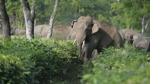 A herd of wild elephants walk through a tea garden in Siliguri. The Wildlife Institute of India will develop contraceptives for wild animals, including elephants.(AFP / Representative Photo) A herd of wild elephants walk through a tea garden in Siliguri. The Wildlife Institute of India will develop contraceptives for wild animals, including elephants.(AFP / Representative Photo)