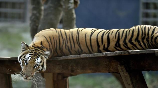 Three tiger deaths were reported in Madhya Pradesh, (PTI File Photo) Three tiger deaths were reported in Madhya Pradesh, (PTI File Photo)