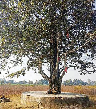Villagers pray at Kalika Than temple at Golapar in Haldwani district to keep wild animals at bay. (HT Photo) Villagers pray at Kalika Than temple at Golapar in Haldwani district to keep wild animals at bay. (HT Photo)