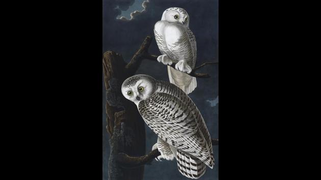 The snowy owl, in John James Audubon’s ‘The Birds of America,’ 1827-38-- a clear inspiration behind Harry Potter’s owl, Hedwig. (British Library Board) The snowy owl, in John James Audubon’s ‘The Birds of America,’ 1827-38-- a clear inspiration behind Harry Potter’s owl, Hedwig. (British Library Board)