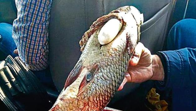 The accused was arrested with drugs concealed inside the dead fish on the Jagraon-Moga highway on Monday. (HT Photo) The accused was arrested with drugs concealed inside the dead fish on the Jagraon-Moga highway on Monday. (HT Photo)