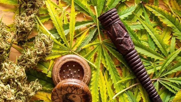 Marijuana is one of the most widely used recreational drugs among individuals of reproductive age. (Shutterstock) Marijuana is one of the most widely used recreational drugs among individuals of reproductive age. (Shutterstock)