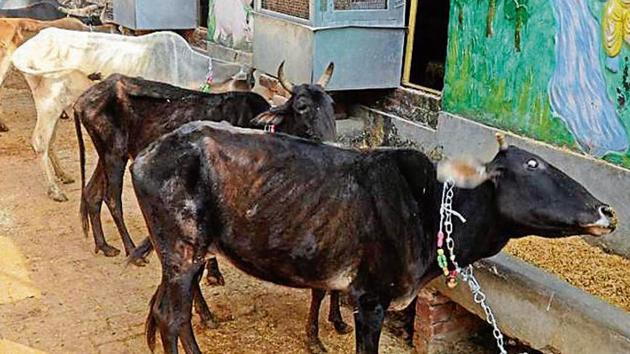 The Kanpur Gaushala Society, considered the oldest and richest of all the cow shelters in the state, has about 1,200 cows but almost a third of them are ill, say doctors at the facility.(HT)