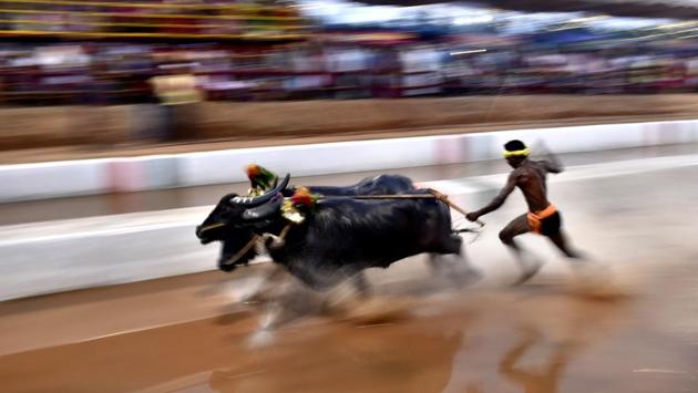 Kambala is an annual slush-track buffalo race held in the coastal districts of Karnataka among the Tuluva community, after the cultivation of the second crop --Suggi. Around 45 races take place during a span of three months. As racers take to their lanes this year, the Supreme Court is set to hear a fresh plea filed by animal rights organizations challenging a previous verdict which legalised this sport. (Arijit Sen / HT Photo) Kambala is an annual slush-track buffalo race held in the coastal districts of Karnataka among the Tuluva community, after the cultivation of the second crop --Suggi. Around 45 races take place during a span of three months. As racers take to their lanes this year, the Supreme Court is set to hear a fresh plea filed by animal rights organizations challenging a previous verdict which legalised this sport. (Arijit Sen / HT Photo)