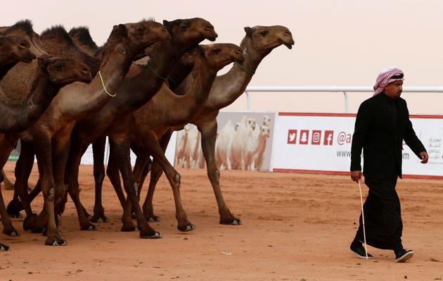 A Saudi man walks in front of camels as he participates in the King Abdulaziz Camel Festival in Rimah Governorate, northeast of Riyadh, Saudi Arabia, on January 19, 2018.(Reuters)