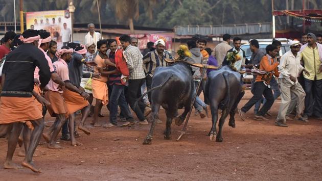 The sport is celebrating its 25th year with 150 pairs of buffaloes in the Puttu arena –one of its most popular destinations. Thousands from surrounding areas gathered to witness the action packed races, which span over 24 hours. Most modern Kambala venues use laser beams to record photo finishes. (Arijit Sen/HT Photo) The sport is celebrating its 25th year with 150 pairs of buffaloes in the Puttu arena –one of its most popular destinations. Thousands from surrounding areas gathered to witness the action packed races, which span over 24 hours. Most modern Kambala venues use laser beams to record photo finishes. (Arijit Sen/HT Photo)