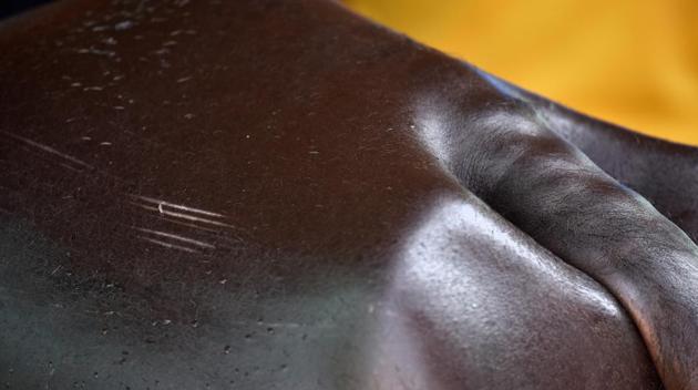 Whip marks on a buffalo’s back during a Kambala race in Puttur. In 2017, following a lift on the ‘Jalikattu’ ban, supporters demanded legalisation for this race. In July, the same year, former president Pranab Mukherjee approved the Prevention of Cruelty to Animals (Karnataka Amendment) Ordinance, making the sport legal. Animal rights activist Maneka Gandhi was among the first to express concerns on the cruelty endured by animals during this race. (Arijit Sen / HT Photo) Whip marks on a buffalo’s back during a Kambala race in Puttur. In 2017, following a lift on the ‘Jalikattu’ ban, supporters demanded legalisation for this race. In July, the same year, former president Pranab Mukherjee approved the Prevention of Cruelty to Animals (Karnataka Amendment) Ordinance, making the sport legal. Animal rights activist Maneka Gandhi was among the first to express concerns on the cruelty endured by animals during this race. (Arijit Sen / HT Photo)