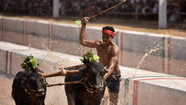 A jockey whips a pair of buffalo racing towards the finish line in Puttur. People for Ethical Treatment of Animals (PETA), has also stated in its petition that the animals are subjected to beatings during the race and training period. “This investigation proves yet again that buffalo bulls are terrorised in cruel Kambala events – and no amount of regulation can ever change that,” Nikunj Sharma, PETA’s Public Policy Lead said. (Arijit Sen/HT Photo) A jockey whips a pair of buffalo racing towards the finish line in Puttur. People for Ethical Treatment of Animals (PETA), has also stated in its petition that the animals are subjected to beatings during the race and training period. “This investigation proves yet again that buffalo bulls are terrorised in cruel Kambala events – and no amount of regulation can ever change that,” Nikunj Sharma, PETA’s Public Policy Lead said. (Arijit Sen/HT Photo)