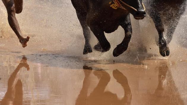 The Kambala race is divided into four categories—Negilu (Plough) and Hagga involve the runner holding a rope tied to the buffaloes while in Adda Halage and Kane Halage, a cross wooden plank is tied to the pair of buffaloes which runners stand on during the race. The blocks have two holes and during the race, water gushes out of it. The height of the spray is measured to choose the winner. (Arijit Sen/HT Photo) The Kambala race is divided into four categories—Negilu (Plough) and Hagga involve the runner holding a rope tied to the buffaloes while in Adda Halage and Kane Halage, a cross wooden plank is tied to the pair of buffaloes which runners stand on during the race. The blocks have two holes and during the race, water gushes out of it. The height of the spray is measured to choose the winner. (Arijit Sen/HT Photo)