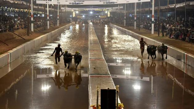 The jockeys run along with buffaloes all through the race controlling them with a whip. Two parallel race tracks of 150 meters in length are filled with muddy water and it takes approximately 15 seconds to cover the distance. (Arijit Sen/HT Photo) The jockeys run along with buffaloes all through the race controlling them with a whip. Two parallel race tracks of 150 meters in length are filled with muddy water and it takes approximately 15 seconds to cover the distance. (Arijit Sen/HT Photo)