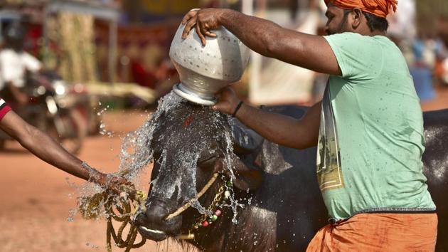 The buffaloes are prepped by teams of men, who massage them with coconut oil, bathing and cooling them with splashes of water. For centuries, the sport was non – competitive and played with a purpose of entertaining the peasant community. A reformation in 1969 for its revival lent it competitive air. The traditional form of Kambala is still found in some parts of Karnataka. (Arijit Sen/HT Photo) The buffaloes are prepped by teams of men, who massage them with coconut oil, bathing and cooling them with splashes of water. For centuries, the sport was non – competitive and played with a purpose of entertaining the peasant community. A reformation in 1969 for its revival lent it competitive air. The traditional form of Kambala is still found in some parts of Karnataka. (Arijit Sen/HT Photo)