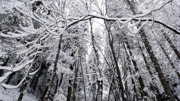 Snow-covered pine trees in Shimla on Wednesday. (Deepak Sansta/HT) Snow-covered pine trees in Shimla on Wednesday. (Deepak Sansta/HT)