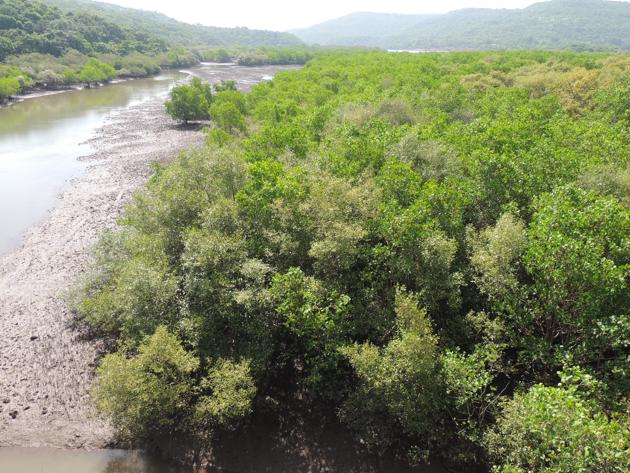 The mangroves in Ratnagiri and Sindhudurg face threats from a variety of factors.(HT FILE)