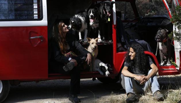 Mariam and Jair sit with their dogs during a trip to Chapultepec forest in Mexico City. They care for about 20 dogs, and a pig, and regularly take in strays, whose numbers vary as they are quickly trained and put up for adoption. (Marco Ugarte / AP) Mariam and Jair sit with their dogs during a trip to Chapultepec forest in Mexico City. They care for about 20 dogs, and a pig, and regularly take in strays, whose numbers vary as they are quickly trained and put up for adoption. (Marco Ugarte / AP)