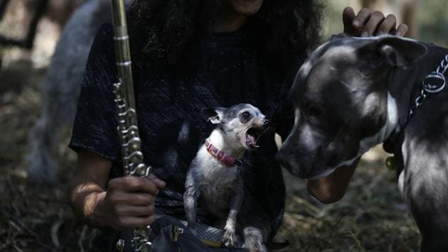 Azucar, the chihuahua makes herself felt as she sits on her care taker Jair Benavides's lap.This tale of perseverance involves the “Can-geles” shelter in Mexico City. Its name is a combination of the Spanish slang for dog, “can,” and “angeles” or angels. (Marco Ugarte / AP) Azucar, the chihuahua makes herself felt as she sits on her care taker Jair Benavides's lap.This tale of perseverance involves the “Can-geles” shelter in Mexico City. Its name is a combination of the Spanish slang for dog, “can,” and “angeles” or angels. (Marco Ugarte / AP)