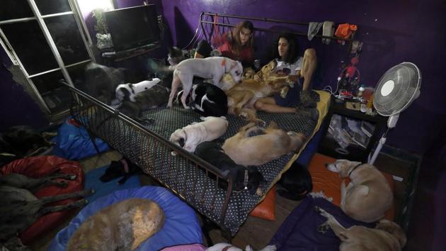 Mariam and her husband Jair share their bed with their dogs. After the September 19, 2017 earthquake the dozens of dogs and their two caretakers have been living in a crowded garage that a neighbour lent them. It may be three months or more before they get back into their home. (Marco Ugarte / AP) Mariam and her husband Jair share their bed with their dogs. After the September 19, 2017 earthquake the dozens of dogs and their two caretakers have been living in a crowded garage that a neighbour lent them. It may be three months or more before they get back into their home. (Marco Ugarte / AP)