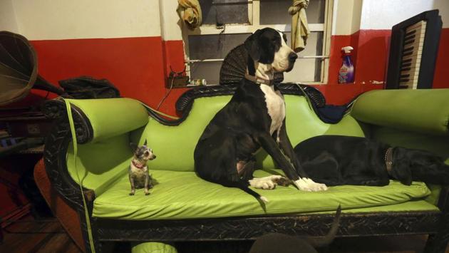 Azucar the Chihuahua, Bimba, the Great Dane, and another pet sit on the family couch at their home. While their home is still damaged, the couple continues to care for their canine charges despite the challenges. (Marco Ugarte / AP ) Azucar the Chihuahua, Bimba, the Great Dane, and another pet sit on the family couch at their home. While their home is still damaged, the couple continues to care for their canine charges despite the challenges. (Marco Ugarte / AP )