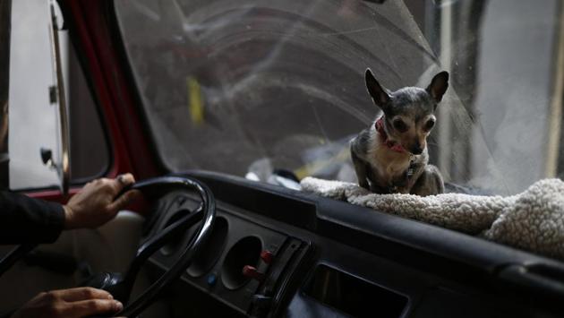 Azucar the chihuahua takes her spot aboard the family Volkswagen van before a trip. The whole pack makes quite a sight when they step out to nearby parks for walks in the patched-up old van. (Marco Ugarte / AP) Azucar the chihuahua takes her spot aboard the family Volkswagen van before a trip. The whole pack makes quite a sight when they step out to nearby parks for walks in the patched-up old van. (Marco Ugarte / AP)