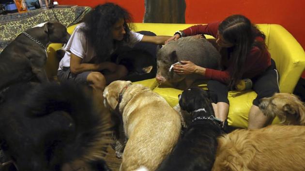 Jair Benavides and his wife caress their pet pig at their home and shelter in Mexico City. The couple also provides daycare and walks for their neighbours’ dogs. (Marco Ugarte / AP) Jair Benavides and his wife caress their pet pig at their home and shelter in Mexico City. The couple also provides daycare and walks for their neighbours’ dogs. (Marco Ugarte / AP)