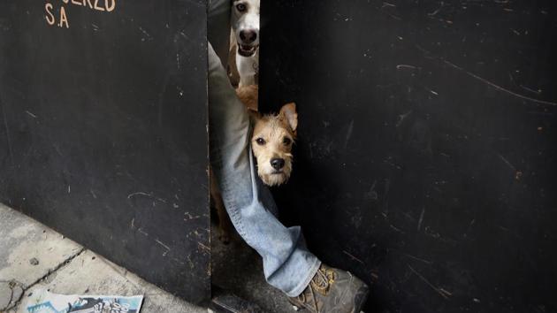 A dog peeks out the door of the dog shelter in Mexico. Mariam estimates she has rescued and placed in adoption upward of 2,000 dogs over the last couple of decades. “They are part of my life,” she says. “They have taught me unconditional love.” (Marco Ugarte / AP) A dog peeks out the door of the dog shelter in Mexico. Mariam estimates she has rescued and placed in adoption upward of 2,000 dogs over the last couple of decades. “They are part of my life,” she says. “They have taught me unconditional love.” (Marco Ugarte / AP)