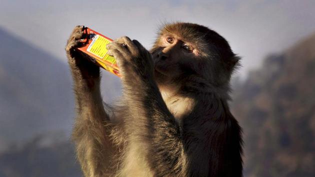 A monkey sips juice from a carton near the shrine of Vaishno Devi, in Katra on Sunday. (PTI) A monkey sips juice from a carton near the shrine of Vaishno Devi, in Katra on Sunday. (PTI)