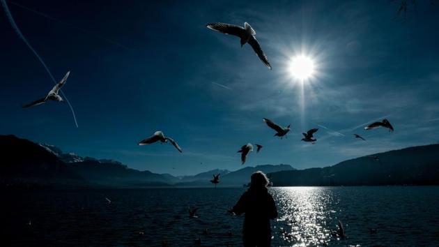 A woman feeds seagulls on the embankment of Lake Annecy in Geneva on January 24, 2018. (Yuri Kadobnov / AFP) A woman feeds seagulls on the embankment of Lake Annecy in Geneva on January 24, 2018. (Yuri Kadobnov / AFP)